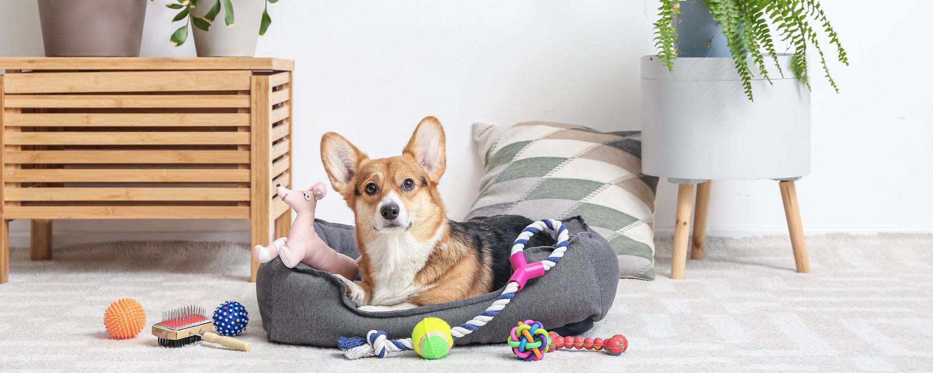 Best toys for your dog