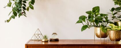 How to grow and keep your indoor plants strong and healthy