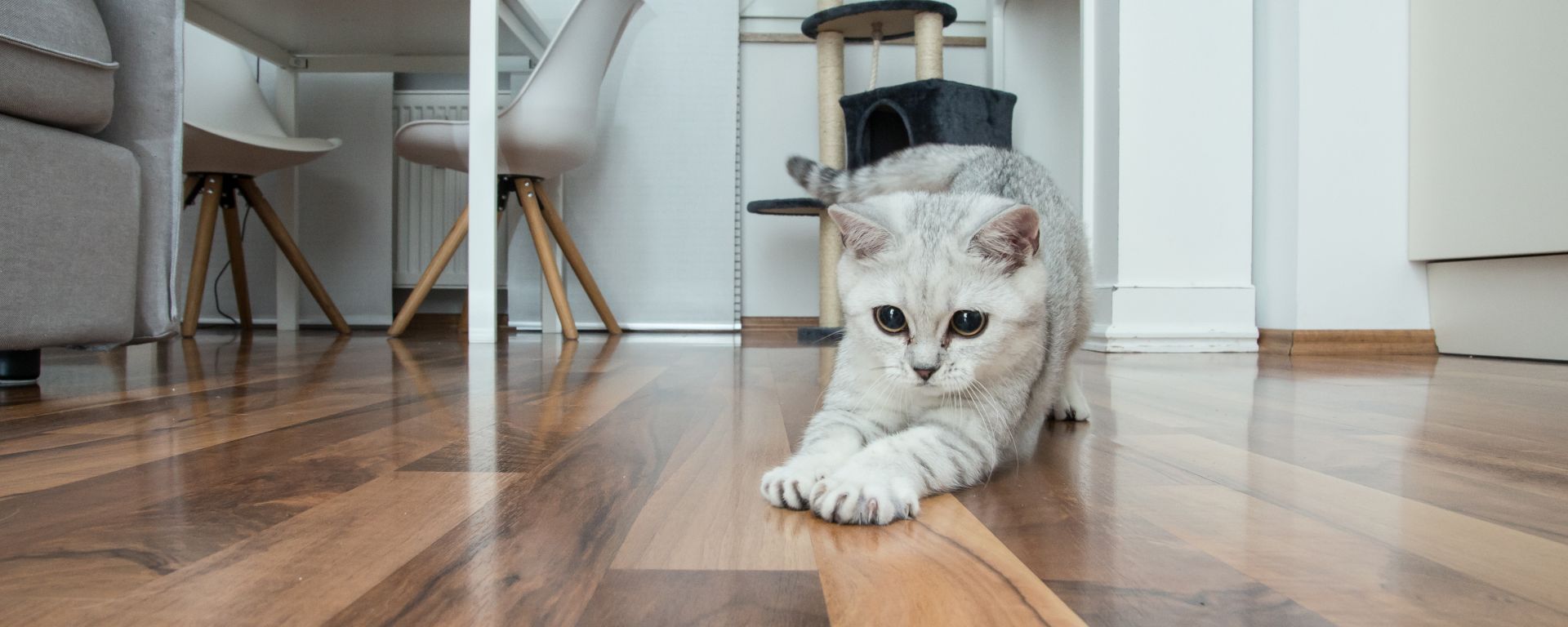 The Best Types Of Floors For Dogs And Other Pets