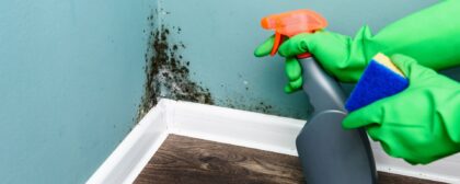 The common types of mould you can find in your home