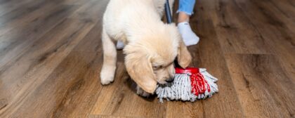 Pet-Friendly Cleaning_ How to Keep Your Home Clean with Pets