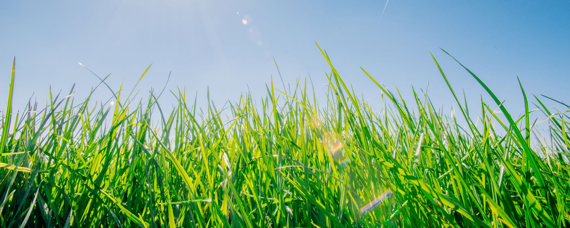 Green lawn grass close up against the sky.