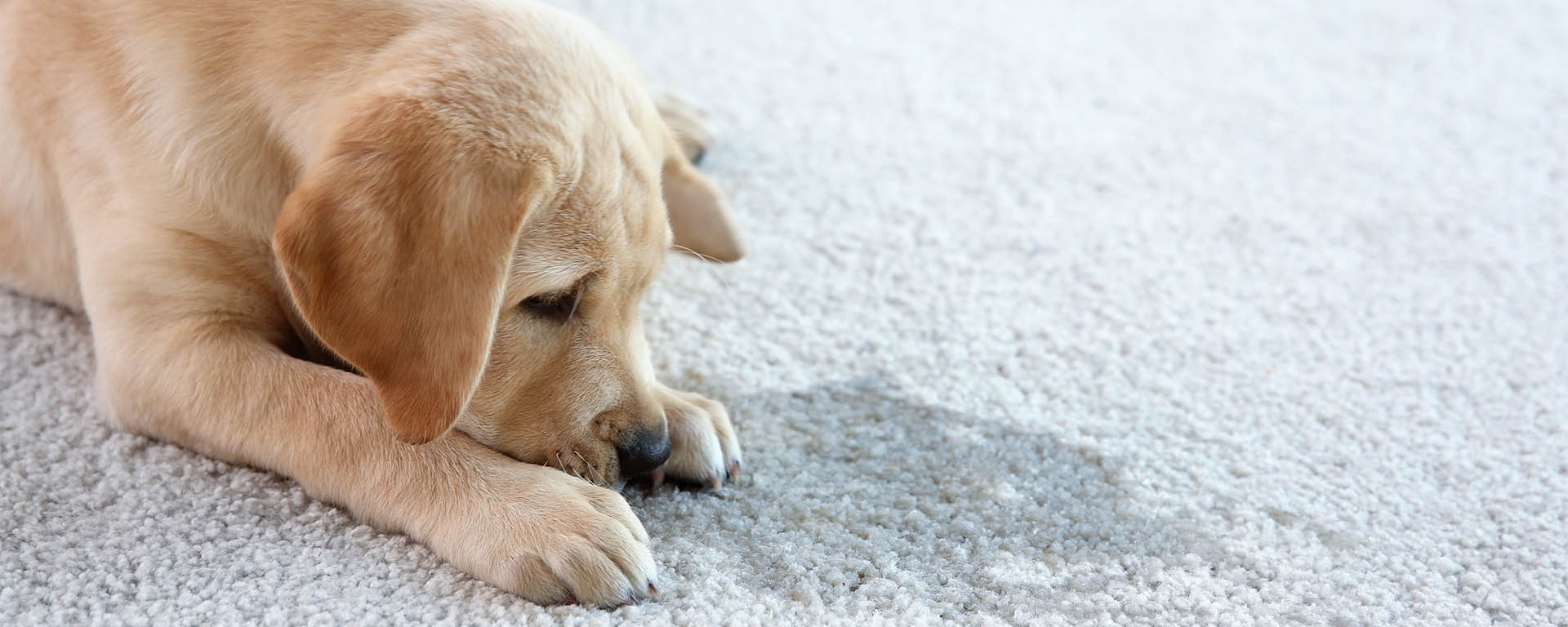 How to Remove Common Pet Stains: A Guide to Effective and Pet-Friendly Cleaning