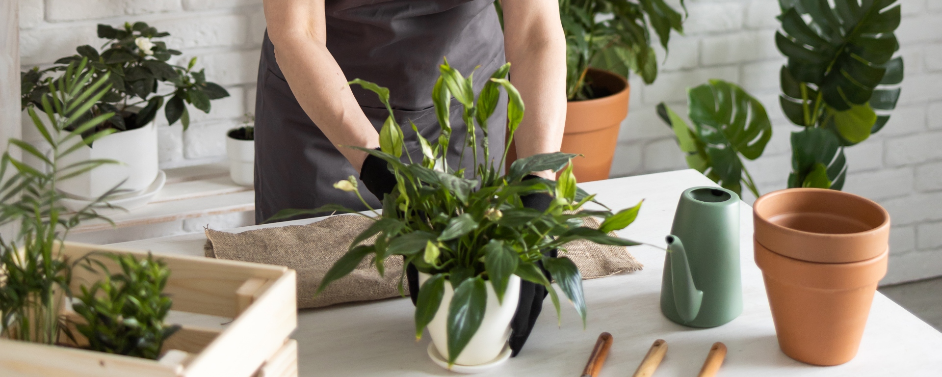 The Ultimate Guide to Gifting Plants: Clean Air Edition